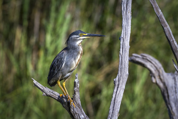 Green backed heron in Kruger National park, South Africa