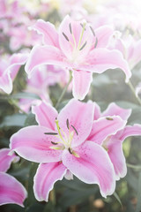 Beautiful fresh pink lily garden, morning outdoor day light