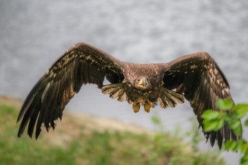 Closeup of a Stellers sea eagle (Haliaeetus pelagicus) in flight with vegetation in the background	