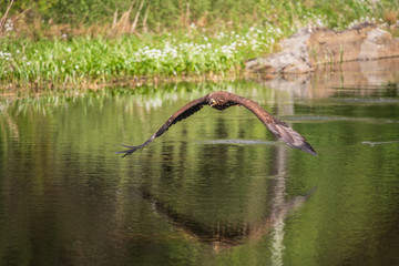 Closeup of a Stellers sea eagle (Haliaeetus pelagicus) in flight with vegetation in the background	