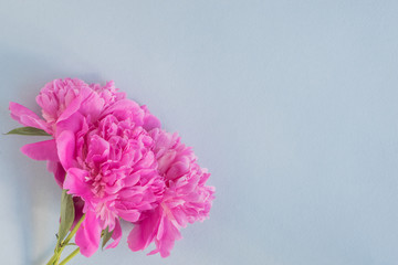 Pink peonies on a light bluet background