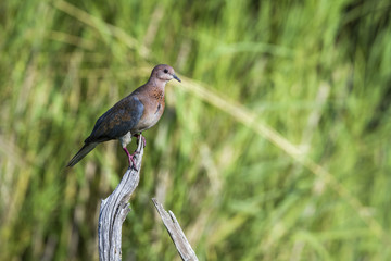 Laughing Dove in Kruger National park, South Africa