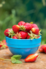 strawberries in a blue bowl in the garden