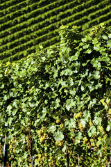 grapes in the vineyard