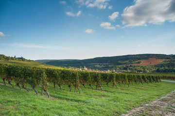 Fototapeta na wymiar Vineyard in burgundy, France
