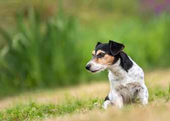 Naklejka na ściany i meble Jack Russell female 7 years old - dog is sitting on a green meadow