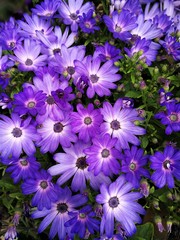 Bright purple and white osteospermum flowers