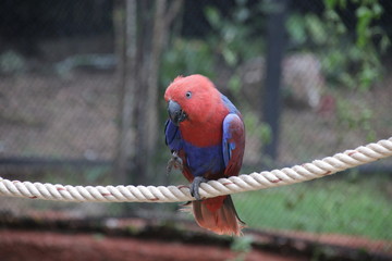 Close up Red and Blue Parrot