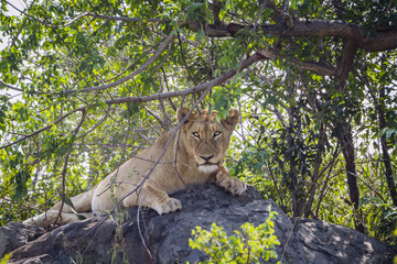 African lionness in Kruger National park, South Africa