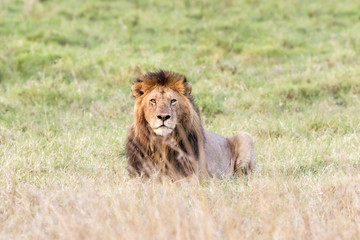 Alert lion in the Masai Mara