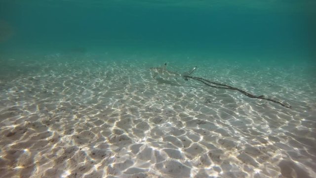Baby blacktip reef shark (Carcharhinus melanopterus) swimming with tangled rope in shallow sea water of the Maldives, Asia, Indian Ocean. Marine life on coral reef. Fish, wild animals, wildlife