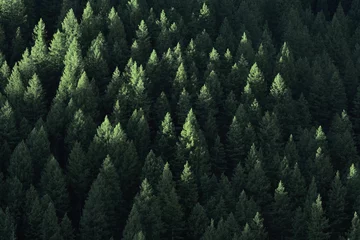 Foto op Plexiglas Bos in de wildernis Pijnbomen © Lane Erickson