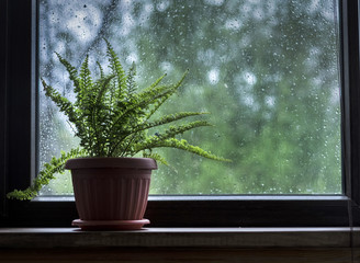 window decorated with fern in flower pot on rainy day