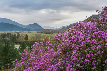 Pink flowers on a background of mountains, river and a valley under a cloudy sky. Flowering of Rhododendron ledebourii