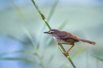 Tawny-flanked Prinia in Kruger National park, South Africa