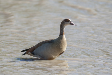 Fototapeta premium Egyptian goose {Alopochen aegyptiaca} Kruger National Park, South africa