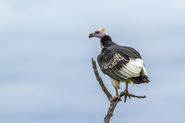 White headed Vulture in Kruger National park, South Africa