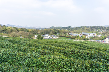 Fototapeta na wymiar longjing tea garden in hanghou china