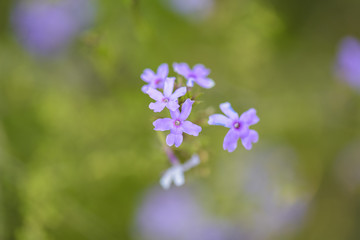 Wild flower in Patagonia, Argentina