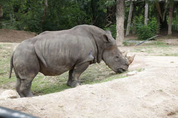 Naklejka premium rhino in the zoo