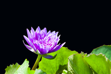 Purple lotus on black