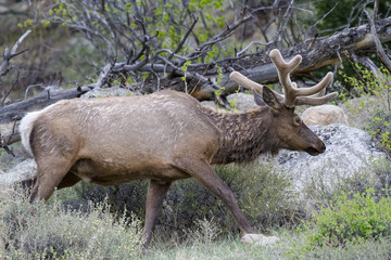 Naklejka na ściany i meble Elk of The Colorado Rocky Mountains