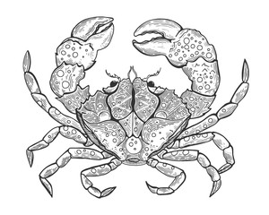 Hand drawn vintage graphic illustration with realistic crab. Marine creature. Vintage engraving illustration art. Healthy food. Templates for design sea shops, restaurants, markets.