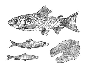Hand drawn vintage graphic illustration with realistic rainbow trout and river fish. Marine creature. Vintage engraving illustration art. Templates for design sea shops, restaurants, markets.