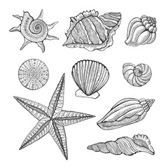 Hand drawn vintage graphic illustration with realistic seashells. Marine elements for design menu, recipes, decoration kitchen items. Great for label, poster, packaging design.