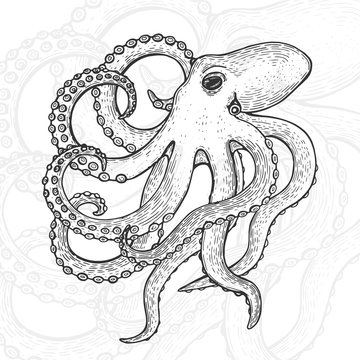 Hand drawn vintage graphic illustration with realistic octopus. Healthy food. Seafood elements for design menu, recipes, decoration kitchen items. Great for label, poster, packaging design.
