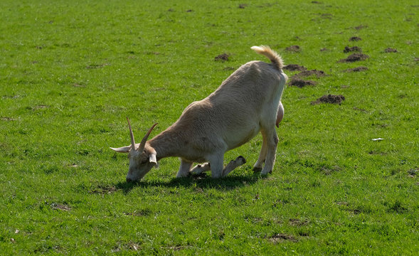 .Eine Ziege frisst Gras in kniender Haltung