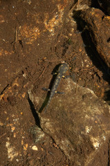 Fire Salamander tadpole in the Valle Versasca