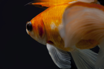 Poisson rouge © nicocp