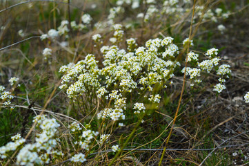  white wildflowers on chalk hills