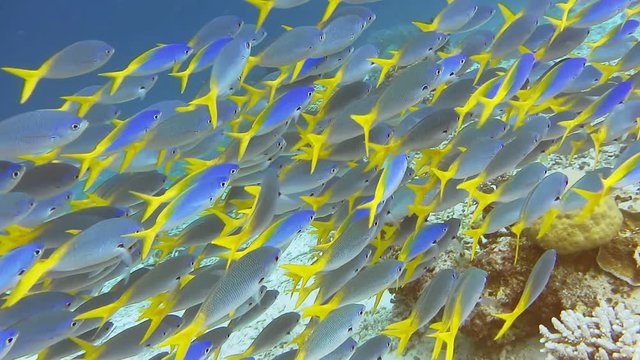 School of yellow tail fusilier, Caesio cuning, moving along the coral riff , Raja Ampat, Indonesia