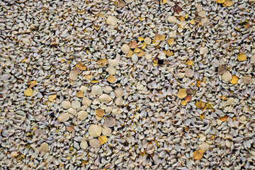 Leaves of trees on the water.