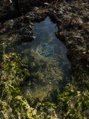 Fototapeta premium rockpool