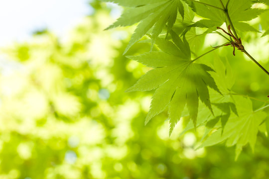 green leaves against sky background