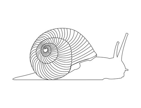 Snail line art