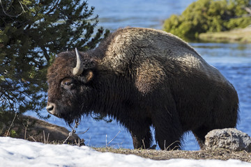 Yellwostone bison along park river