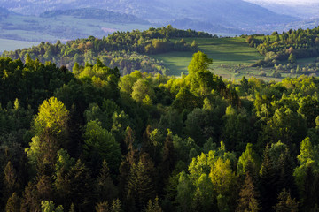 Spring forest in morning sun light with hills in the background