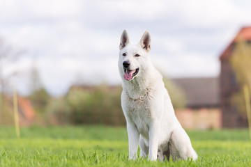 White Shepherd