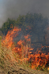 Fire in the steppe during the summer drought