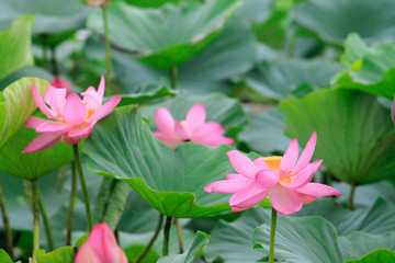 pink lotus flower in water with green leaves as a background