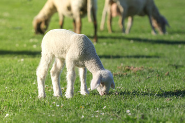 Obraz na płótnie Canvas Lamb graze on the pasture