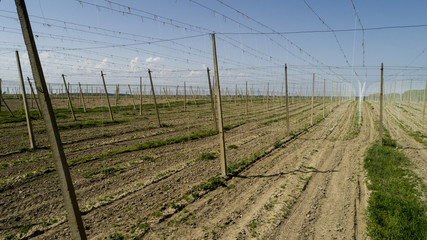 Aerial view on hops field. Field of hops before harvesting.