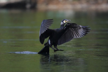 Cormorano (Phalacrocorax carbo)