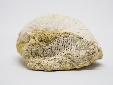 Close up of prehistoric extinct animals in stone. Fossils background
