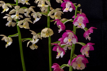 Obraz premium 蘭 えびねの花が咲いている。交配され同じ花が2つと無い個性の植物