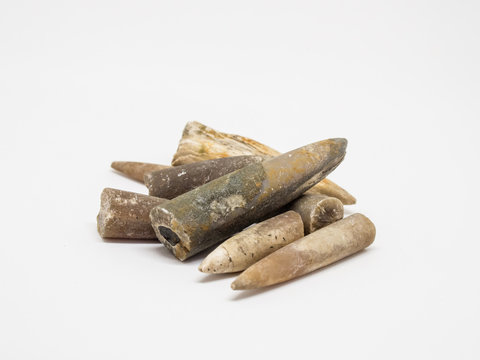 Belemnites fossil on white isolated background